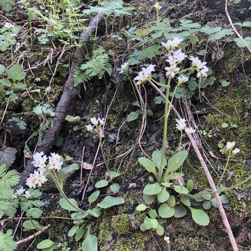 Virginia saxifrage (Micranthes virginiensis)