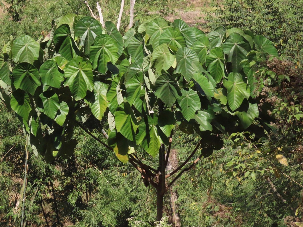 Diok Tree dicots from Mae Taeng, Chiang Mai, Thailand on January 23, 2020 at 08: ...