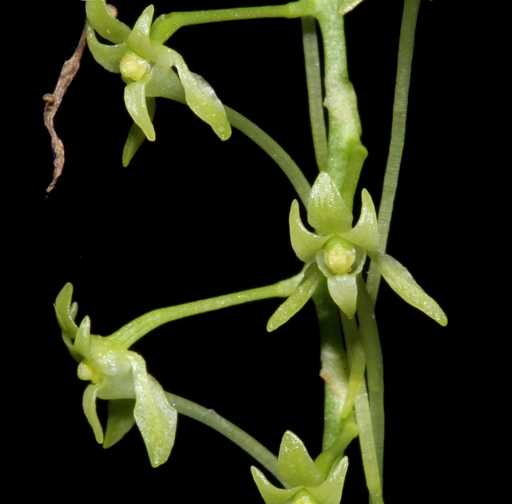 Summer Common Tree Orchid