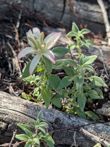 Yellow monardella (Monardella nana)
