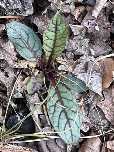 rattlesnakeweed (Hieracium venosum)