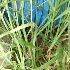 Acari