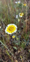 Layia gaillardioides