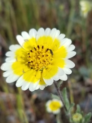 Layia gaillardioides