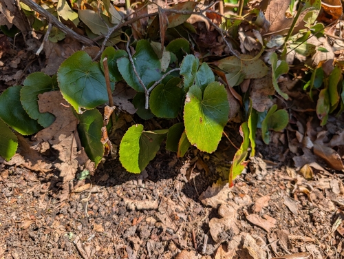 galax (Galax urceolata)
