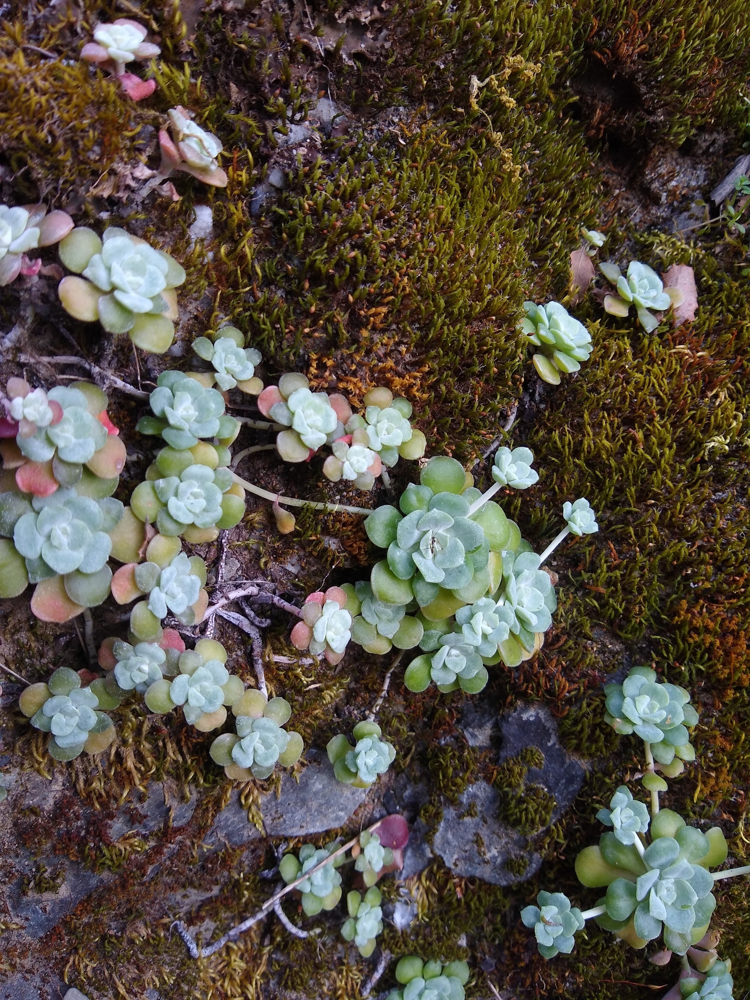 Broadleaf Stonecrop (Sedum spathulifolium)