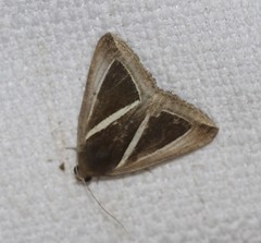 Chalciope alcyona