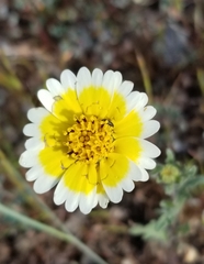 Layia gaillardioides