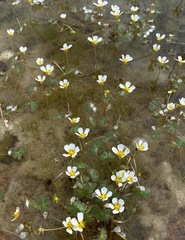 Ranunculus peltatus