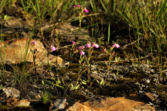 Craterostigma wilmsii