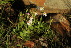 Craterostigma wilmsii