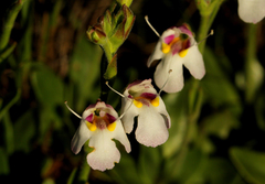 Craterostigma wilmsii