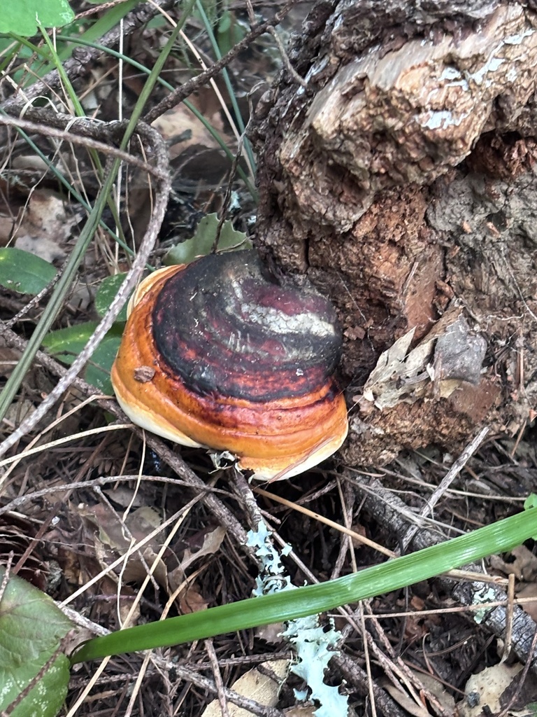 Fomitopsis mounceae · April 2026 · photo: © reago (iNaturalist, cc-by)