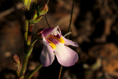 Craterostigma wilmsii