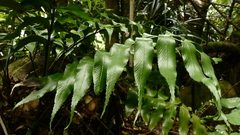 Asplenium lepidotum