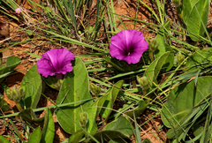 Ipomoea oblongata