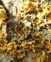 Xanthoriicola physciae