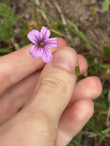 Mediterranean Stork's-bill (Erodium botrys)