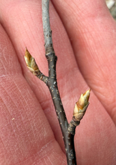 Cerisier De Virginie (Prunus virginiana)