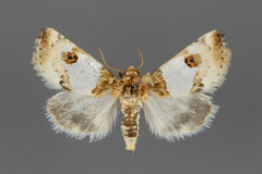 Schinia oculata