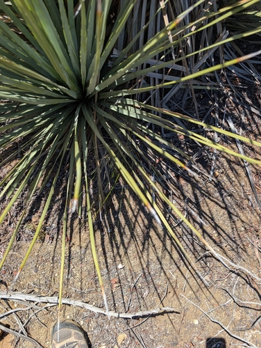 Parry's nolina (Nolina parryi)