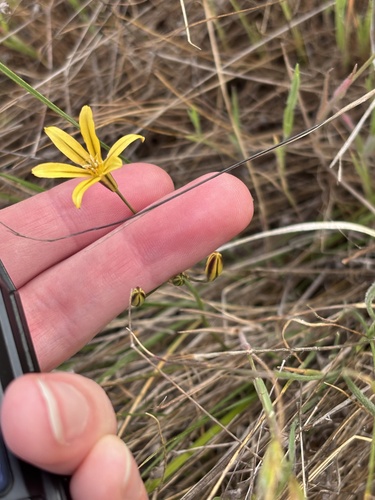 golden brodiaea (Triteleia ixioides)