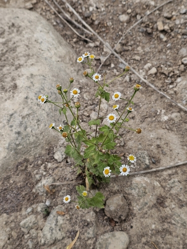 Shortray Rockdaisy (Galinsogeopsis spilanthoides)