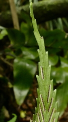 Asplenium lepidotum
