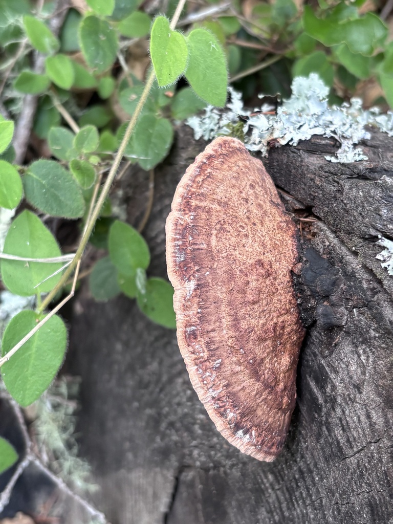 Fomitopsis cajanderi