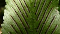 Asplenium lepidotum
