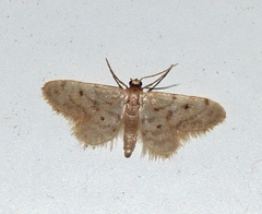 Idaea bonifata