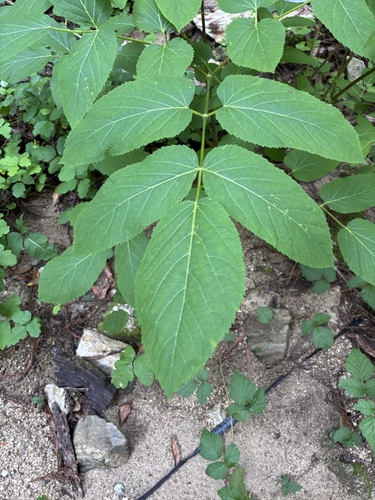 California Spikenard (Aralia californica)