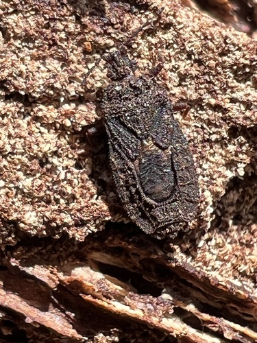 Mezira granulata