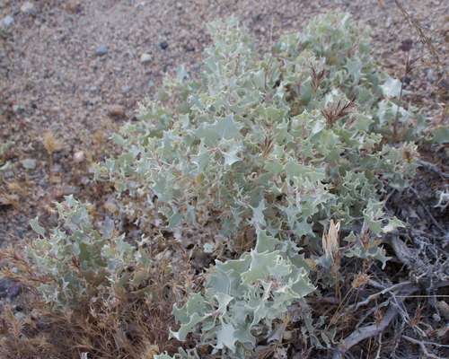Desert Holly (Atriplex hymenelytra)