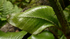 Asplenium lepidotum