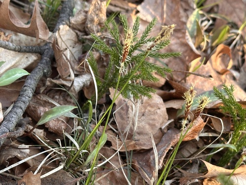 Pennsylvania sedge (Carex pensylvanica)