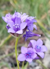 Gilia achilleifolia