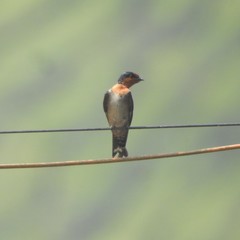 Hirundo domicola