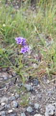 Gilia achilleifolia