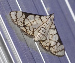 Aphytoceros lucusalis