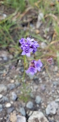 Gilia achilleifolia