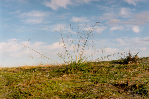 Puccinellia sibirica