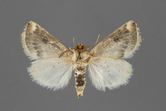 Schinia oculata