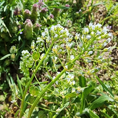 field penny-cress (Thlaspi arvense)