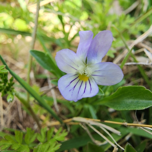 American field pansy (Viola rafinesquei)