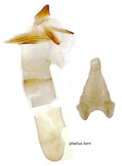 Eupithecia russeliata