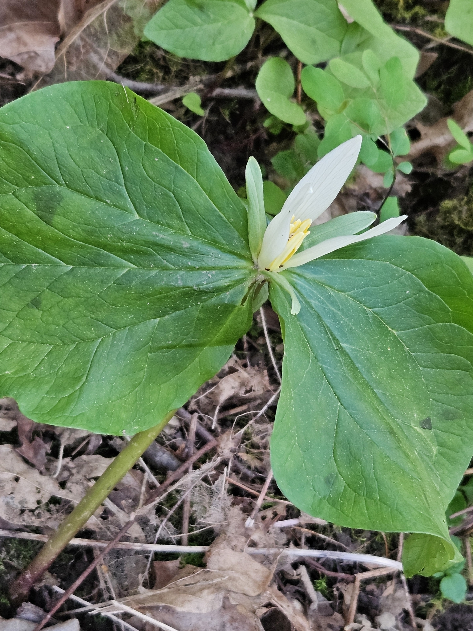 Giant White Wakerobin (Trillium albidum)