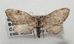 Eupithecia russeliata