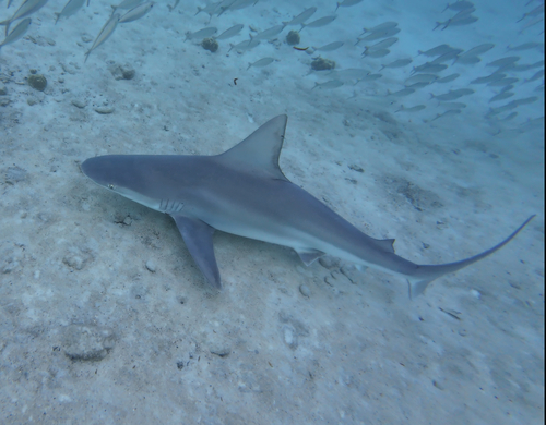 Carcharhinus plumbeus, 2026-03-29