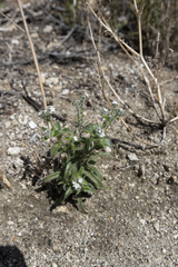 Cryptantha barbigera